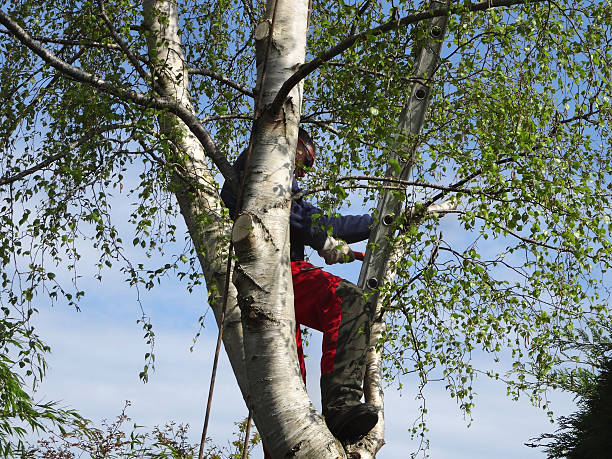 Reliable Willow Oak, FL Tree Services Solutions